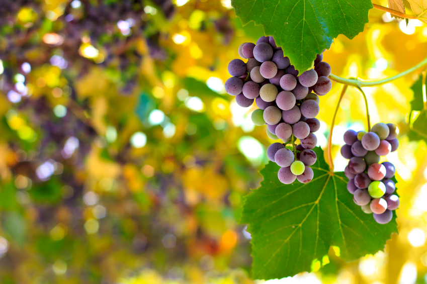 Red Grapes in Vineyard iStock_000026152832_Small