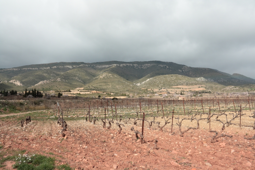 Vineyard in Corbieres iStock_000020333434_Small