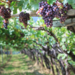 Close-up-of-grapes-on-the-vine-in-South-Tyrol-Italy-iStock_21179670_SMALL