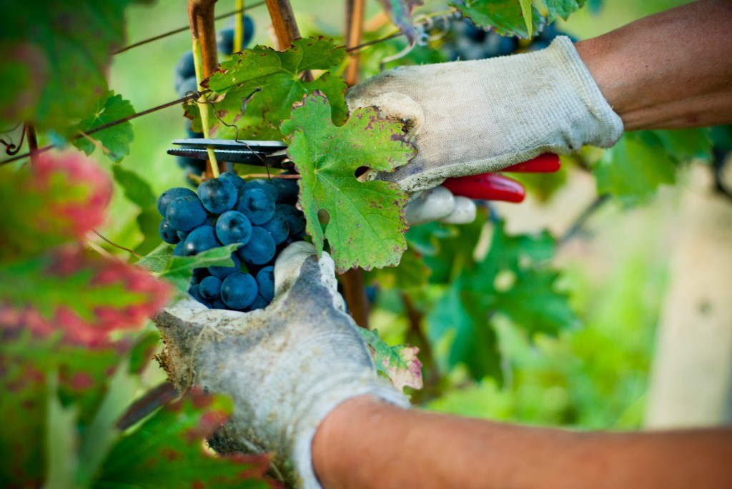 Harvest of red grapes