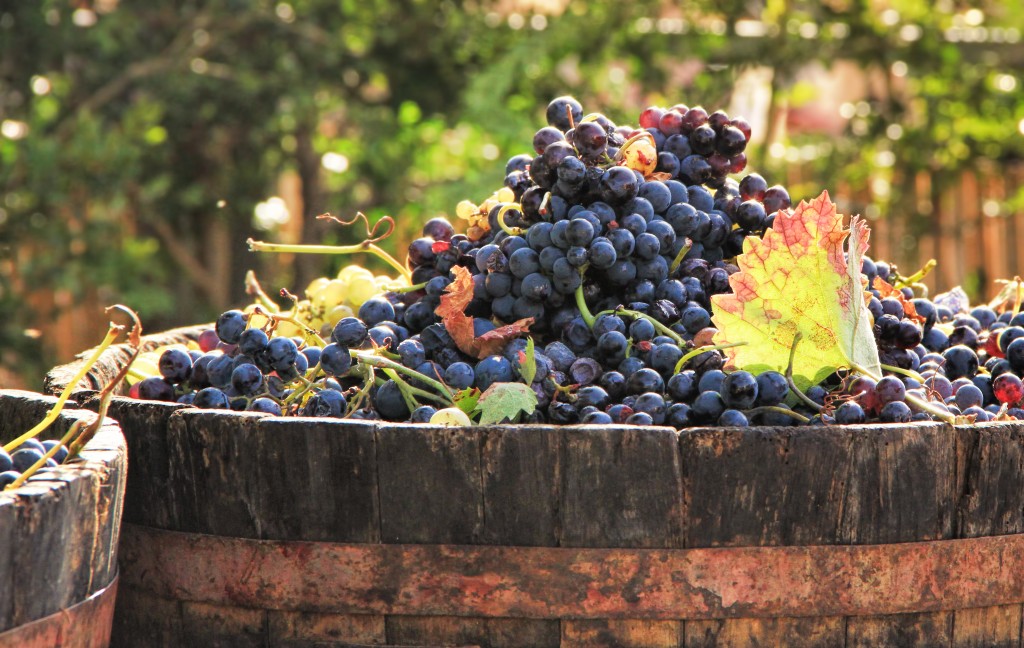 Harvesting grapes: a bucket of ripe grapes