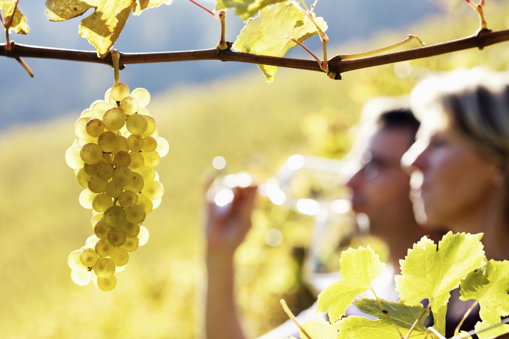 chardonnay wine being tasted in a chardonnay vineyard