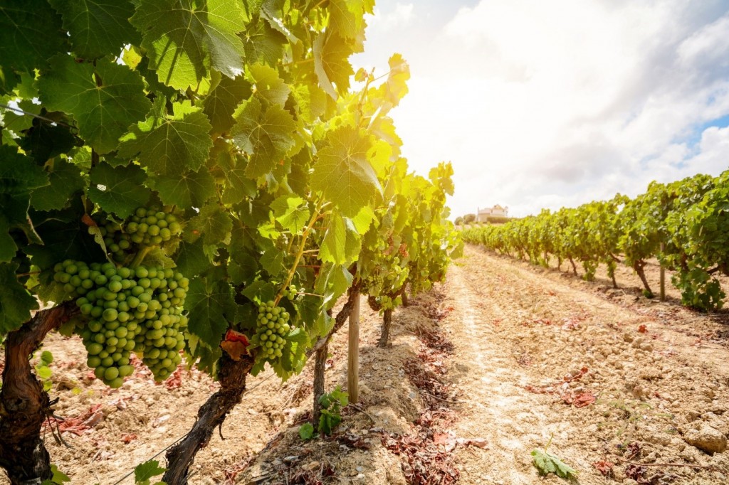 Growing grapes for vinho verde wine